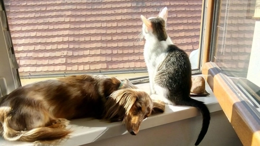 Gatos y perros Indoor ¿Por qué viven más?