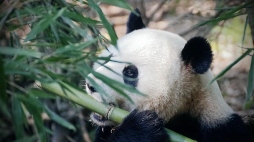 Chile sueña con proteger su fauna nativa: Fundación Abogados por los Animales lanza campaña para rechazar la llegada de un panda gigante a Buin Zoo