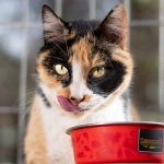 Los gatos mayores son los más postergados en la adopción: Campaña busca revertir su invisibilidad en los refugios