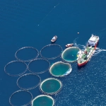 OBA impulsa una carta abierta para avanzar en el bienestar de los peces en la acuicultura europea