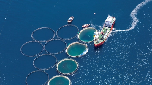 OBA impulsa una carta abierta para avanzar en el bienestar de los peces en la acuicultura europea