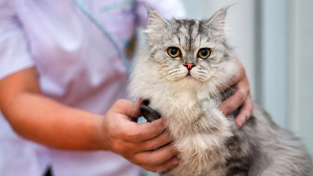 Cuidado felino, Virbac
