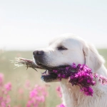Huella Viva: una forma de acompañar la pérdida de un animal y ayudar a otros