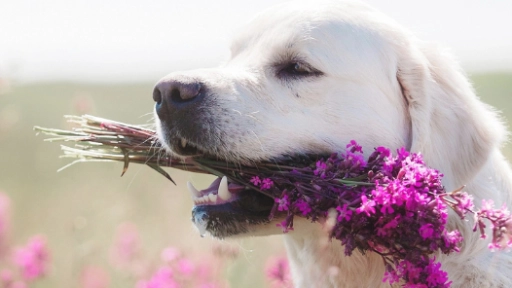 Huella Viva: una forma de acompañar la pérdida de un animal y ayudar a otros