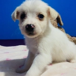 Mall Marina invita a la comunidad a adoptar, donar y ayudar a perros y gatos afectados por el sistema frontal