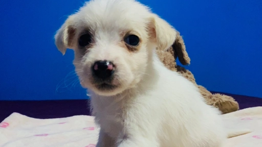Mall Marina invita a la comunidad a adoptar, donar y ayudar a perros y gatos afectados por el sistema frontal