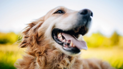 Terapias biológicas alivian el dolor por osteoartritis en perros y gatos