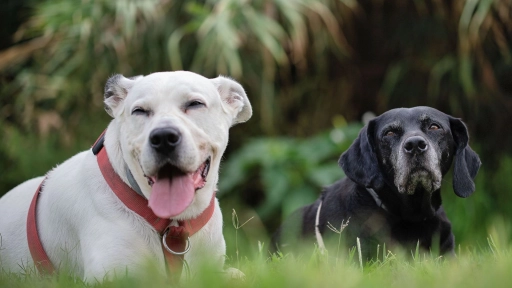 Día Mundial del Perro: Uno de cada cuatro chilenos los lleva al veterinario solo ante una emergencia