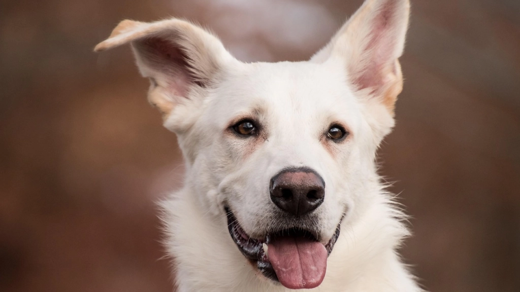 Perro, Pixabay