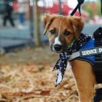En el Día del Perro: una buena salud digestiva también es clave para quienes cambian vidas, como los perros guía