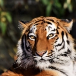 En un siglo: El ser humano extinguió tres subespecies de tigre