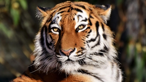 En un siglo: El ser humano extinguió tres subespecies de tigre
