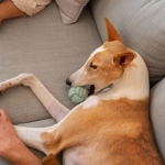 Perros y gatos: Consejos para disminuir el dolor de rodillas en invierno