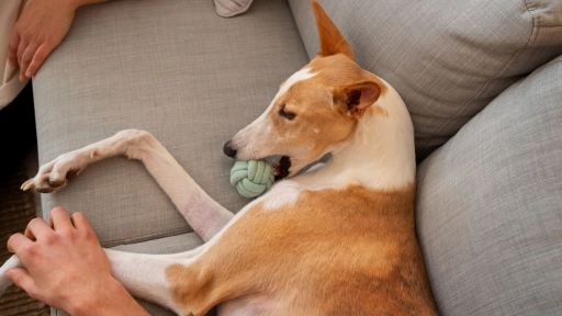 Perros y gatos: Consejos para disminuir el dolor de rodillas en invierno