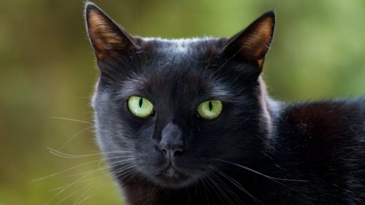Día del Gato Negro: Dejar atrás los prejuicios y valorar sus encantos únicos