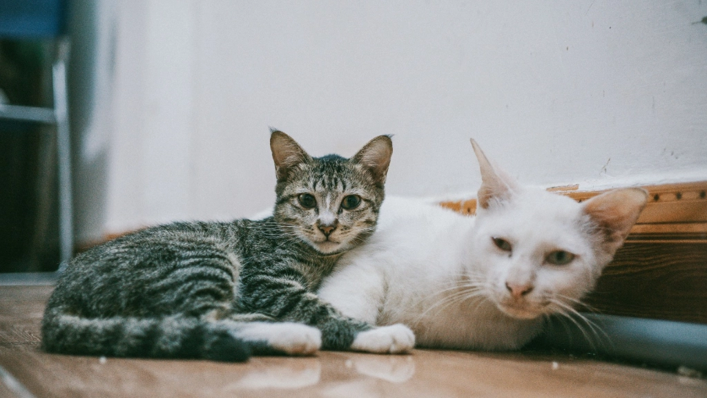 Gatos, SuperZoo