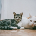 Mes del gato: los errores cotidianos que pueden afectar silenciosamente su bienestar