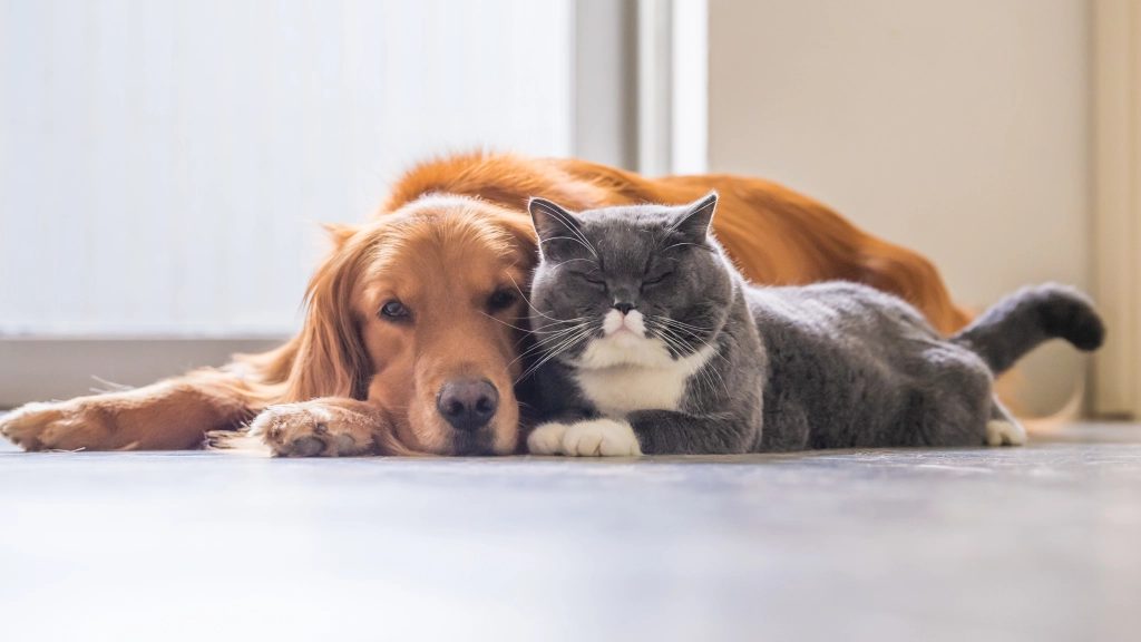 Perros y gatos, Zoetis