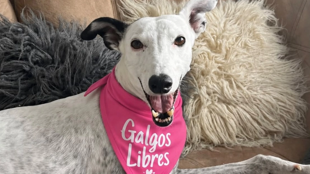 Galgos libres, @blancalagalgaa
