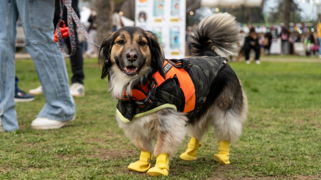 Expo Patitas, Difusión