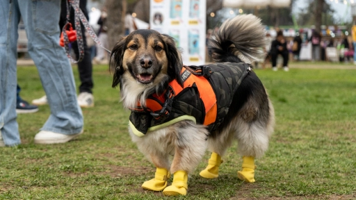 La Florida se prepara para recibir a miles de familias en una nueva versión de Expo Patitas 2026