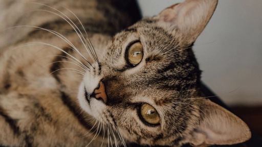 ¿Cómo demuestran cariño los gatos? 