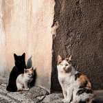 Día del Gato: la sobrepoblación no es un problema de los gatos, es un problema humano