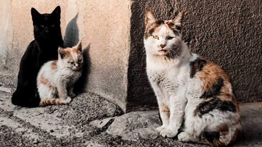 Día del Gato: la sobrepoblación no es un problema de los gatos, es un problema humano