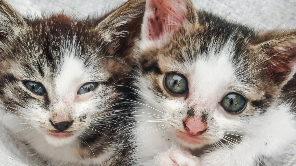 Gatos, Difusión
