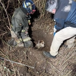 Bomberos rescataron a un perro que se encontraba enterrado en Puente Alto