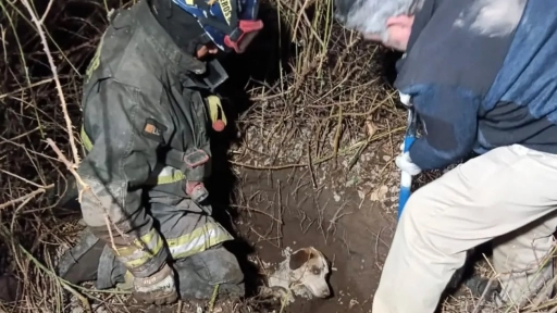 Bomberos rescataron a un perro que se encontraba enterrado en Puente Alto
