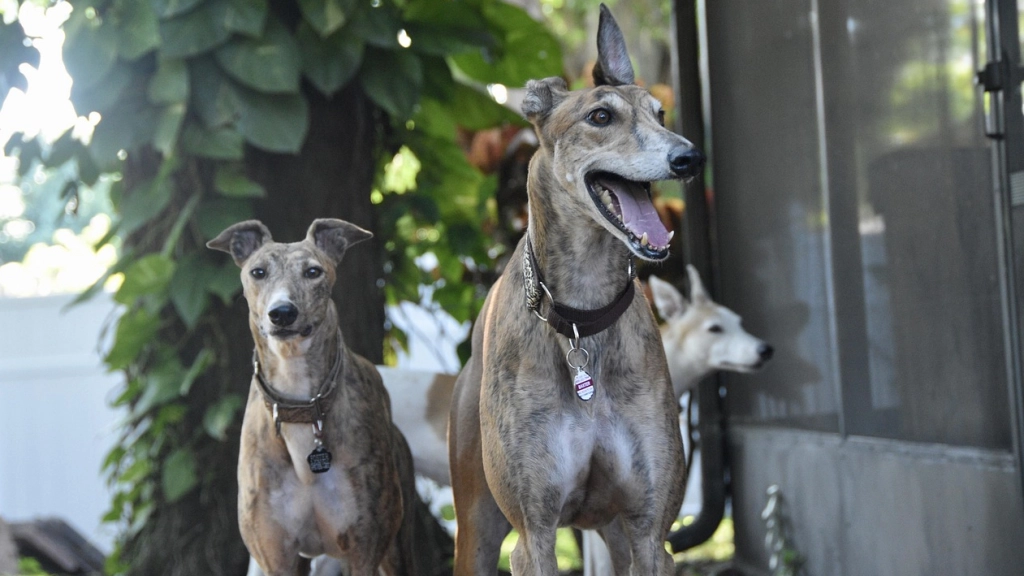 Galgos, Pixabay