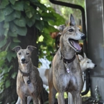 Galgo Libre convoca a manifestarse contra las carreras de perros