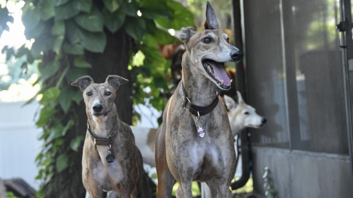 Galgo Libre convoca a manifestarse contra las carreras de perros
