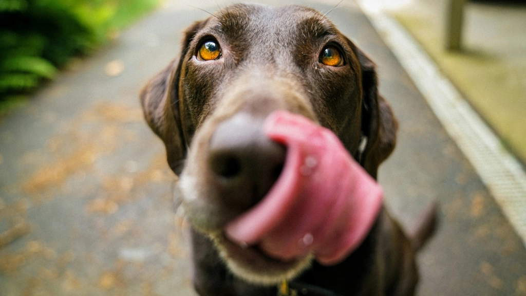 Perro, James Barker