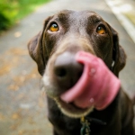 Fiestas Patrias y animales: los alimentos que pueden poner en riesgo su salud