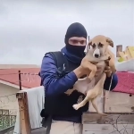 Donka fue rescatada del maltrato y hoy tiene una nueva familia