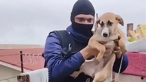 Donka fue rescatada del maltrato y hoy tiene una nueva familia
