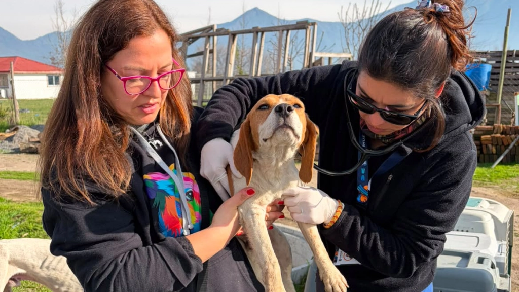 Rescate Brigada Galgos, Difusión