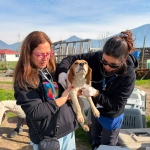 Maltrato animal en Doñihue: Operativo deja al descubierto las condiciones en que vivían 14 perros
