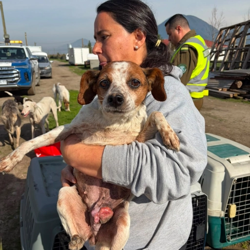 Rescate Doñihue / Brigada Galgos