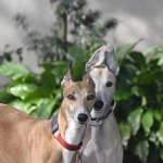 Carreras de perros: Republicanos buscan modificar proyecto de prohibición y abrir la puerta a su regulación