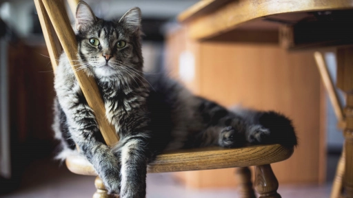 Gatos indoor pueden contraer pulgas y parásitos internos a partir del tutor