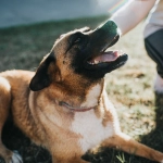 Mirada Animal y Zoetis se unen para encontrar familia a perritos rescatados en este invierno
