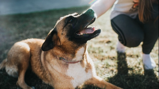 Mirada Animal y Zoetis se unen para encontrar familia a perritos rescatados en este invierno