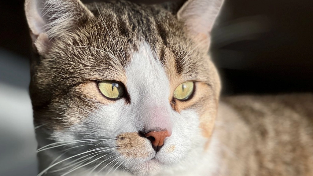 Gato, Photos by Erm en Pexels