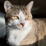 57,3% de los hogares chilenos tiene al menos un gato: ¡Dile adiós a los pelos!