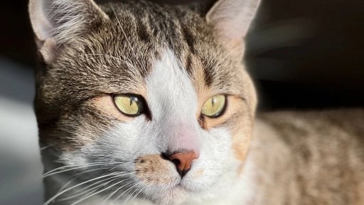 57,3% de los hogares chilenos tiene al menos un gato: ¡Dile adiós a los pelos!