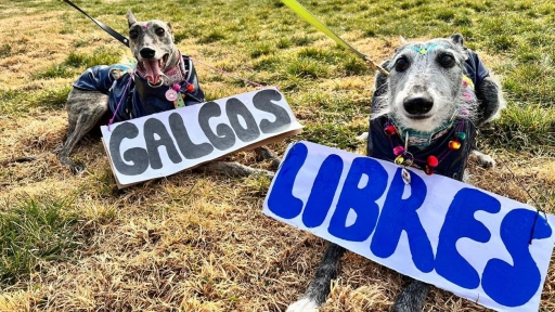 La prohibición de carreras de perros y oportunidad de expandir la empatía a otros animales