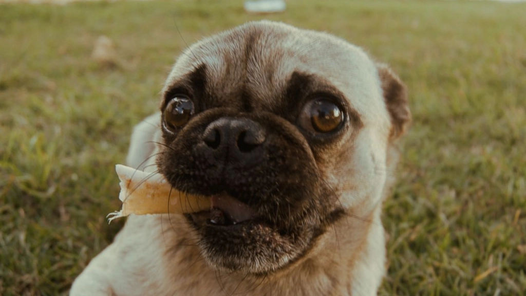 Perro comiendo, César ONeill en Pexels